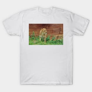 African Lioness T-Shirt